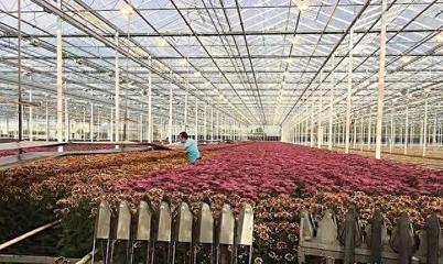 從苗圃到金庫 上海一鎮2億元年產值背后的園藝產業升級之路